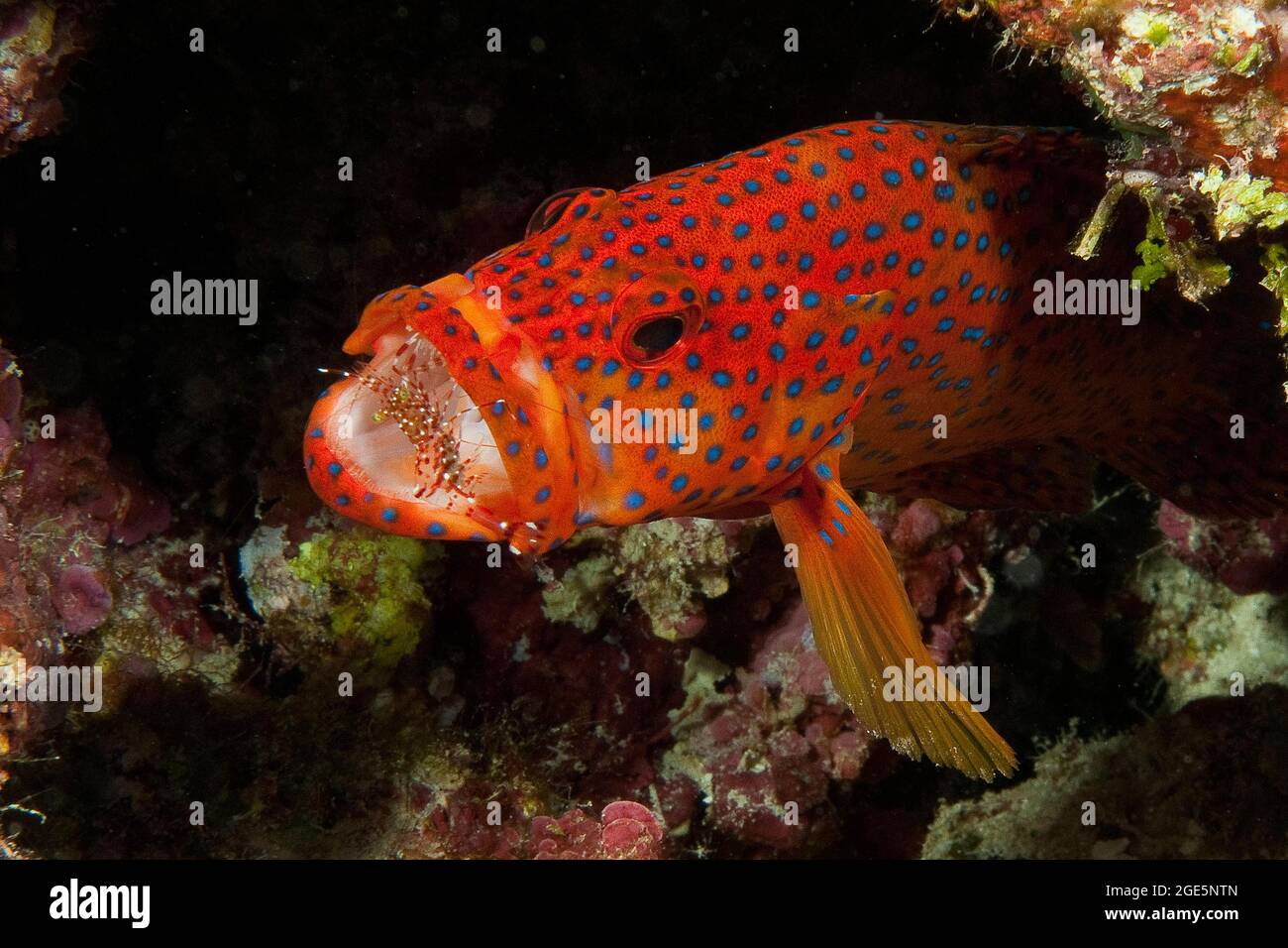 Le sébass de Vermillion (Cephalophalis miniata) a des crevettes plus propres (Urocaridella antonbruunii) dans la large bouche ouverte, l'océan Pacifique, Yap, États fédérés de Banque D'Images