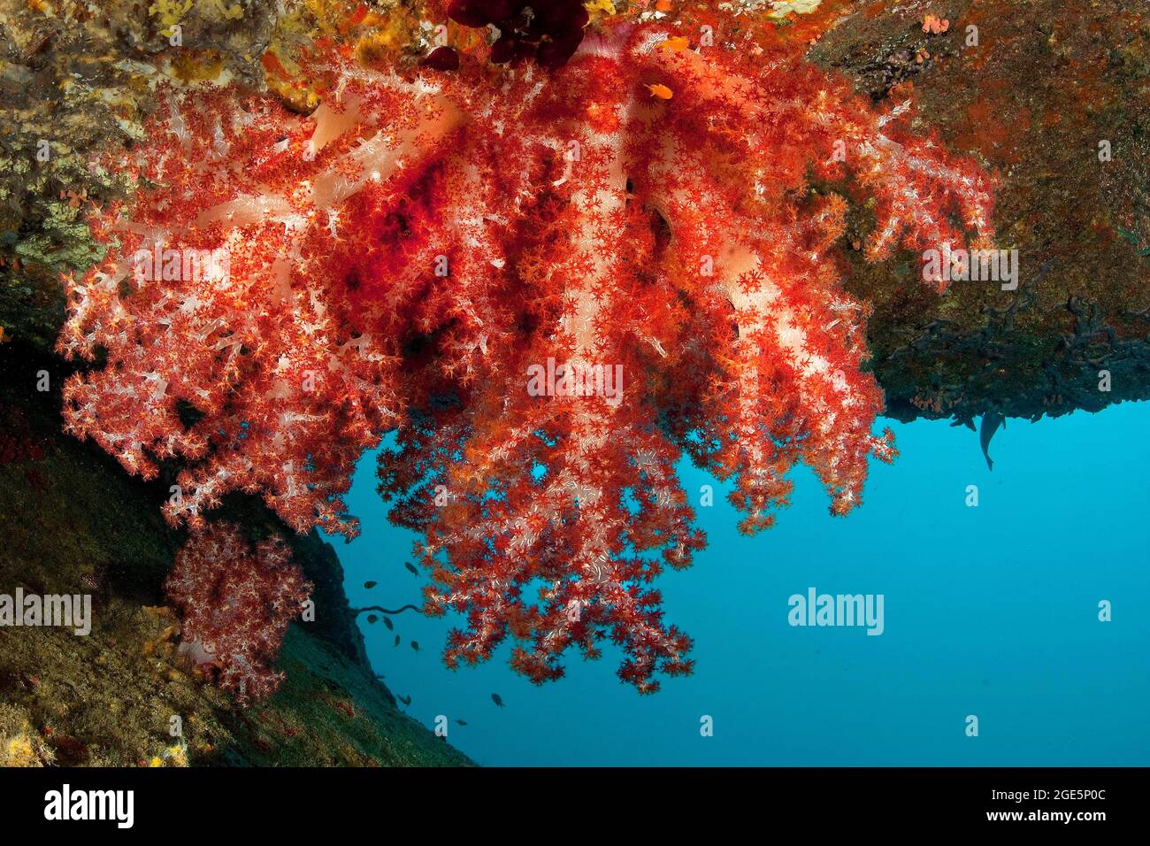 Corail sain et mou le corail de l'arbre de Hemprich (Dendronephthya hemprichi) croît sur le porte-à-faux du récif de corail, îles Similan, Thaïlande Banque D'Images