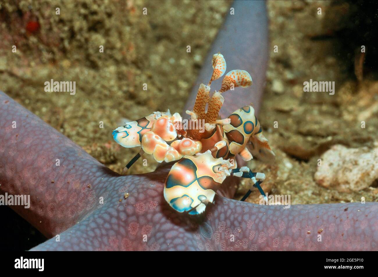 La crevette d'arlequin de l'est (Hymenocera elegans) mange du Linckia bleu (Linckia laevigata), dans la mer d'Andaman, Indo-Pacifique, Thaïlande Banque D'Images