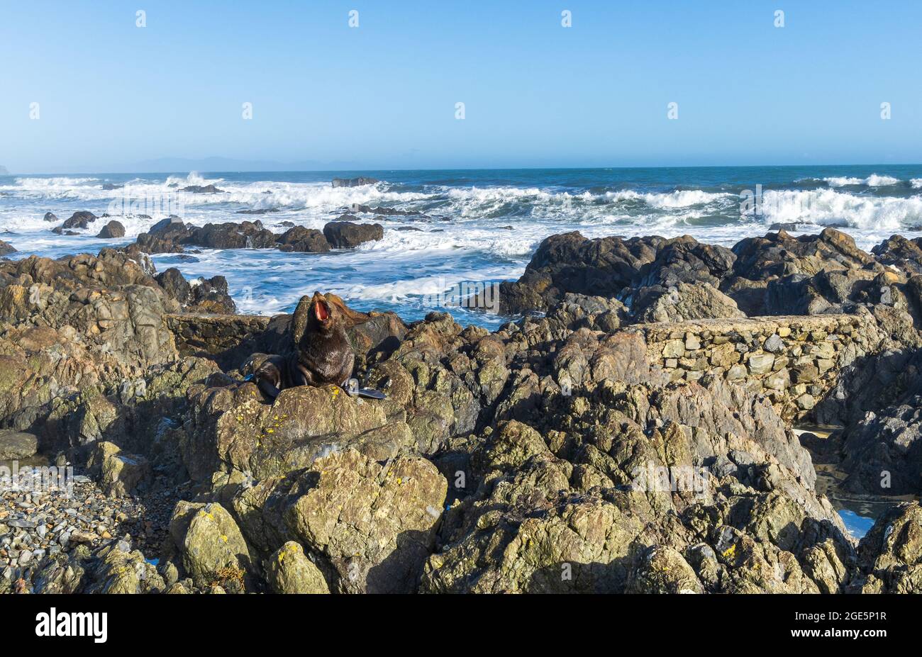 Un nouveau Zealnd a un bon bât comme il se repose dans le soleil chaud. Banque D'Images