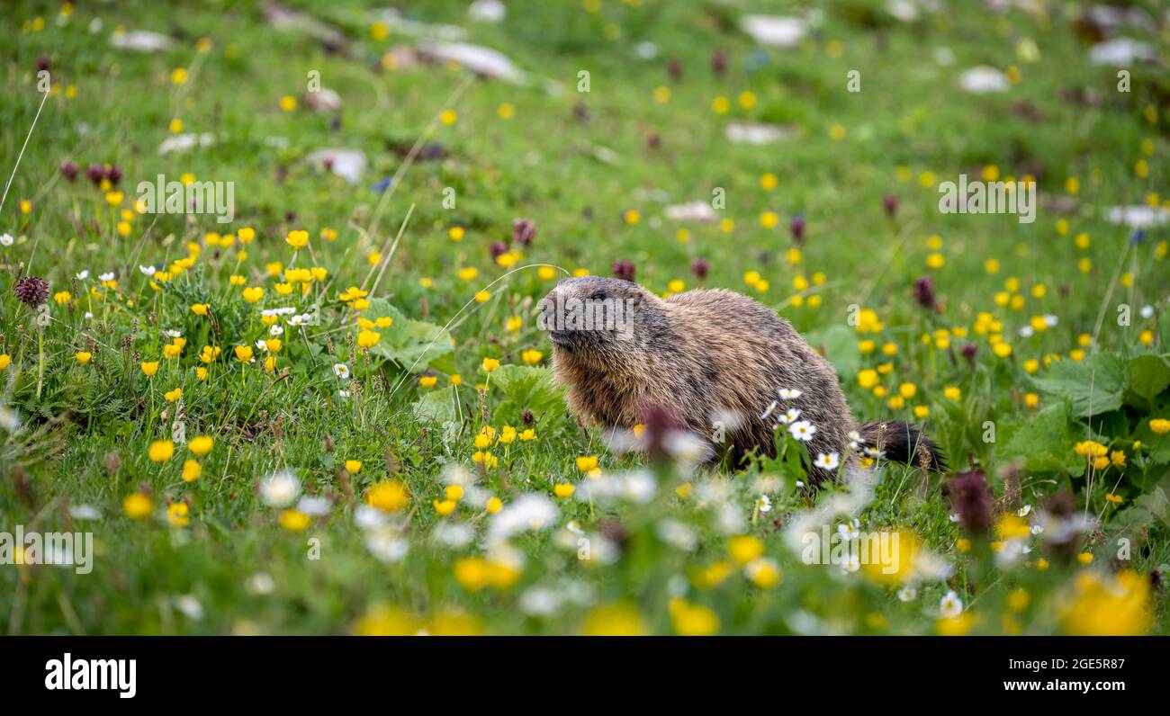 Marmot (Marmota) dans un pré floral, Alpes d'Allgaeu, Allgaeu, Bavière, Allemagne Banque D'Images