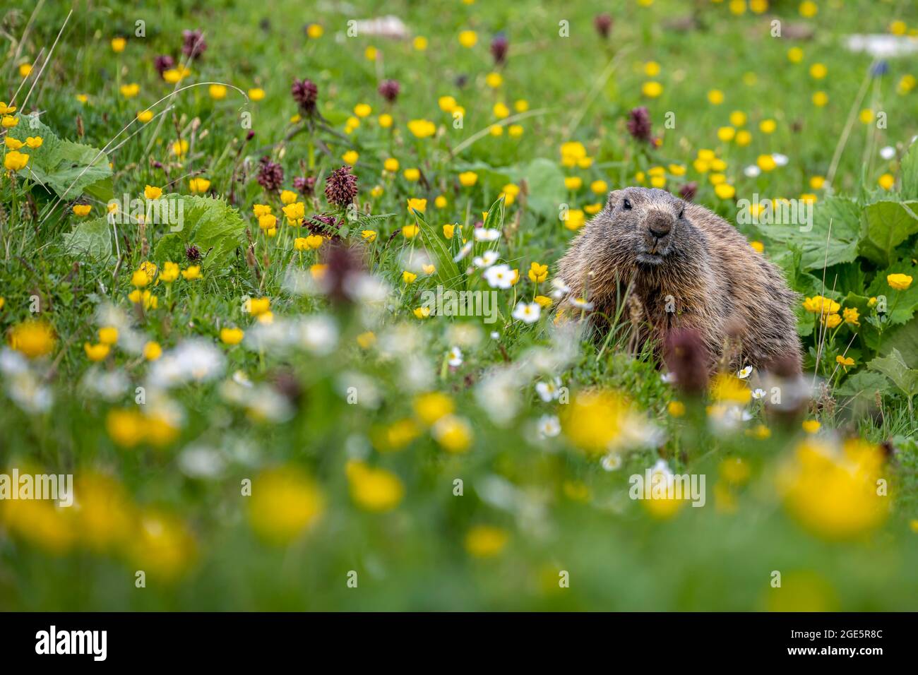 Marmot (Marmota) dans un pré floral, Alpes d'Allgaeu, Allgaeu, Bavière, Allemagne Banque D'Images