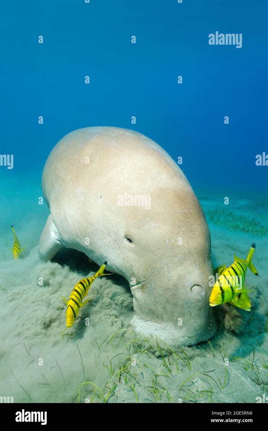 Dugong (Dugong dugon) paître sur la prairie d'herbes marines, suivi de la région du Trevally doré (Gnathanodon speciosus), Mer Rouge, Aqaba, Jordanie Banque D'Images