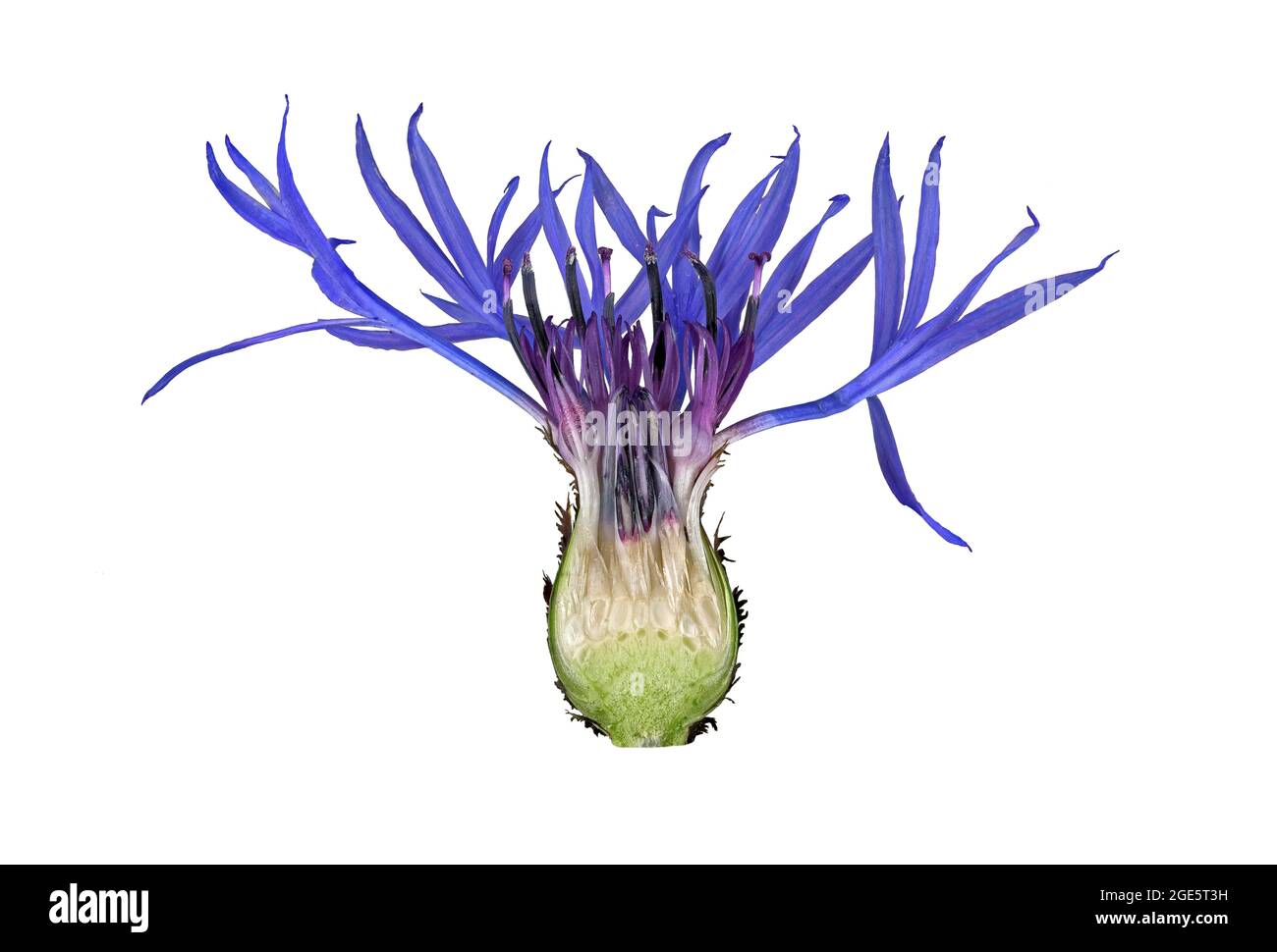 Cyanus montanus, fleur coupée ouverte, Allemagne Banque D'Images