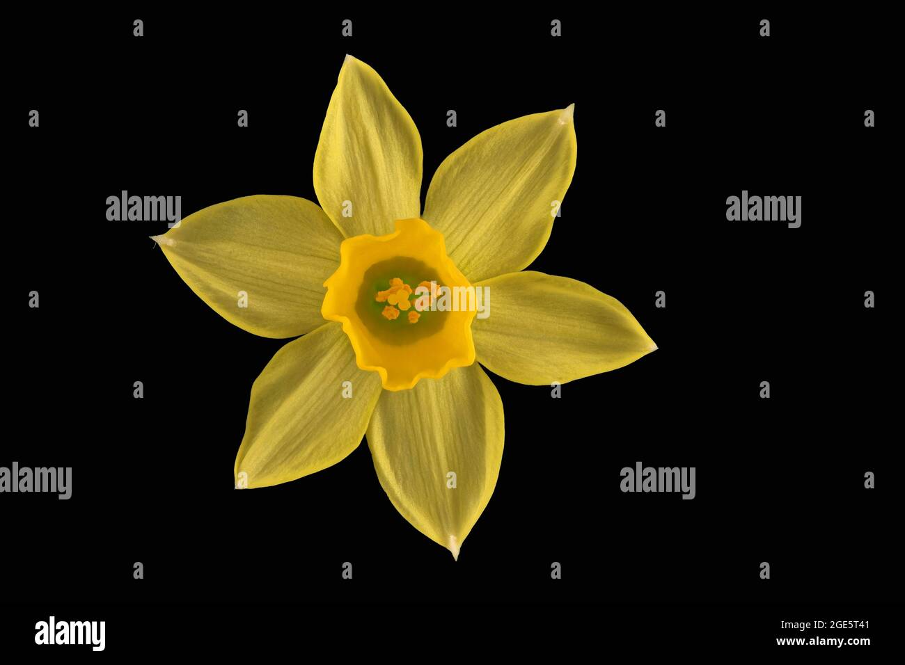 Jonarcisse sauvage, fleur, Allemagne Banque D'Images