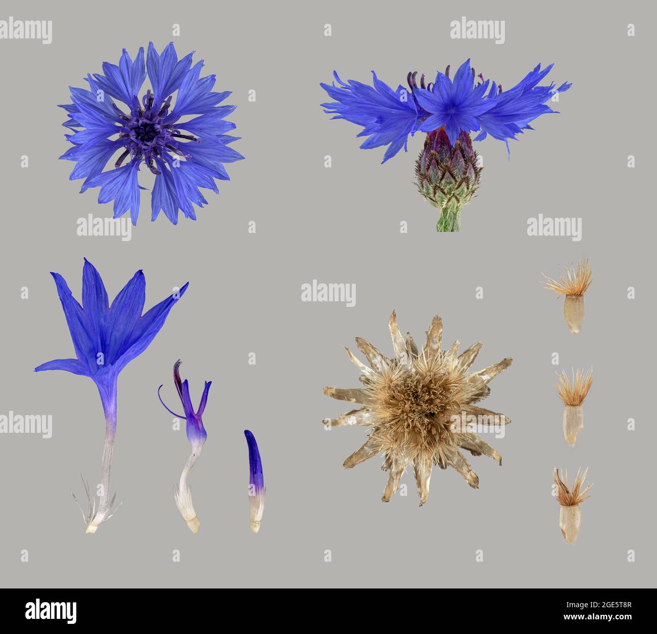 Fleur de maïs (Centaurea cyanus), fleur, détails de fleur, peuplement de semences, graine, Allemagne Banque D'Images