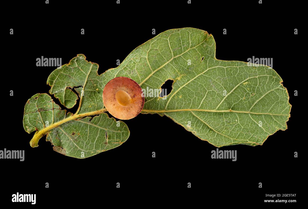 Guêpe de chêne à rayures (Cynips longicentris), Galle, disséquée, feuille de chêne anglais (Quercus robur), Allemagne Banque D'Images
