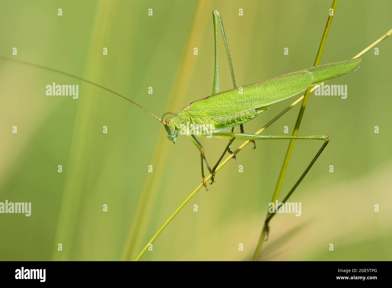 Cricket de brousse à faucille (Phaneroptera falcata) sur une lame d'herbe, Hesse, Allemagne Banque D'Images