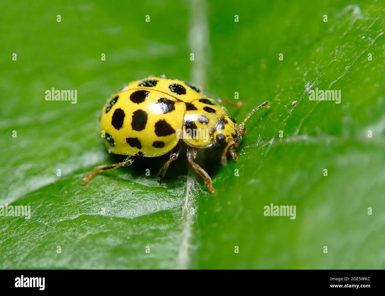 Coccinelle à 22 taches (Psyllogora vigintiduopunctata) ou vingt-deux  espèces de coccinelle, insecte bénéfique, Allemagne Photo Stock - Alamy