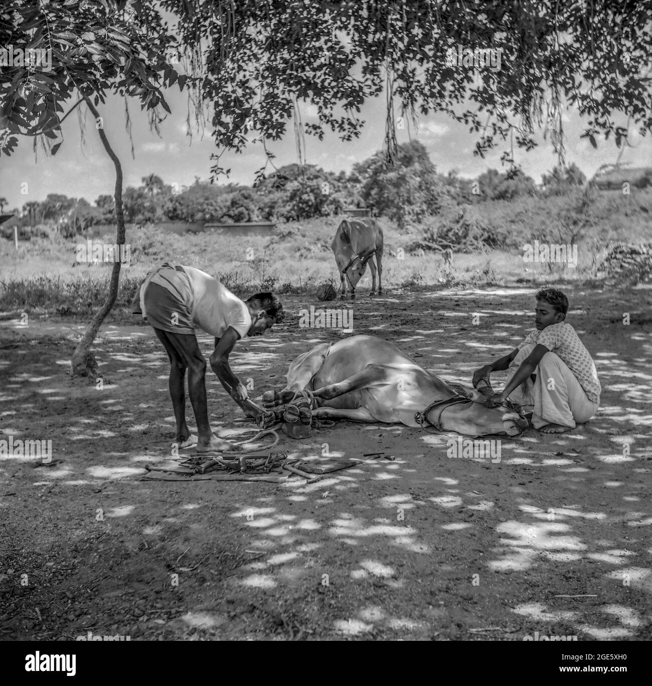 Deux hommes raflent un taureau, Tamil Nadu, Inde Banque D'Images