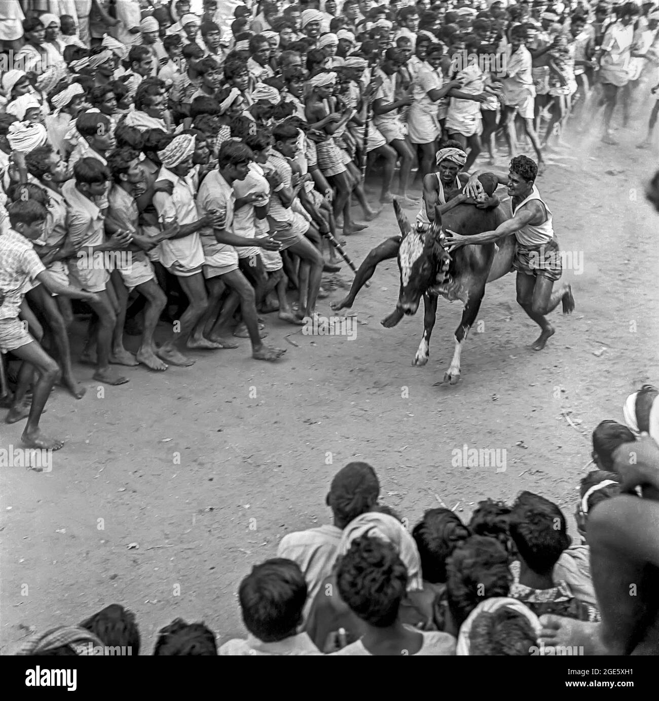 Festival de Jallikattu, Bull Taming à Alanganallur près de Madurai, Tamil Nadu, Inde Banque D'Images