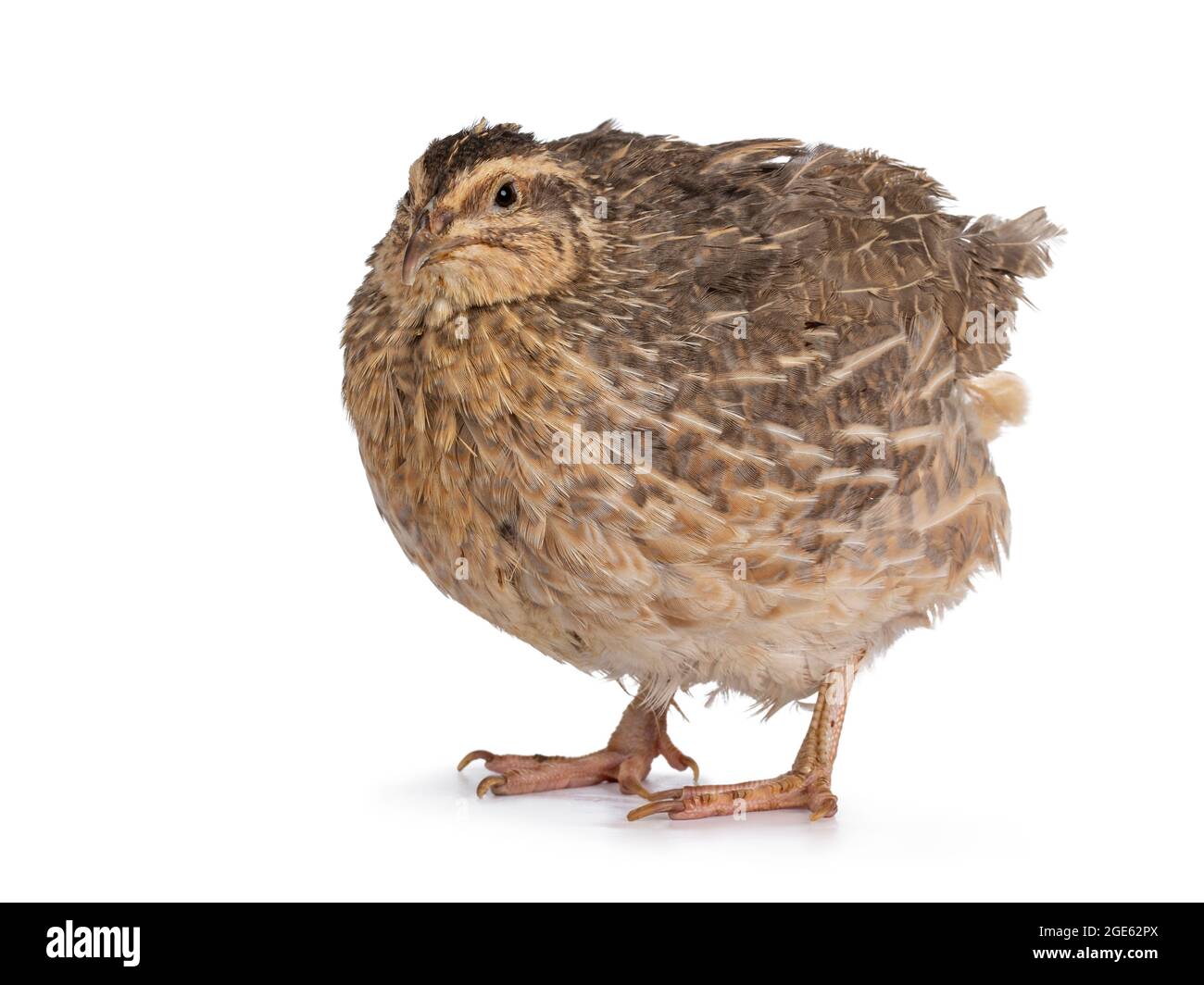 Oiseau Quail bleu ou pastel, sur les côtés. En regardant vers l'appareil photo. Isolé sur un fond blanc. Banque D'Images