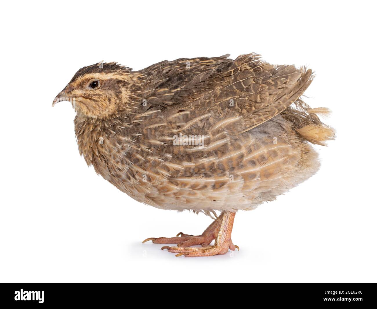 Oiseau Quail bleu ou pastel, sur les côtés. En regardant loin de l'appareil photo. Isolé sur un fond blanc. Banque D'Images