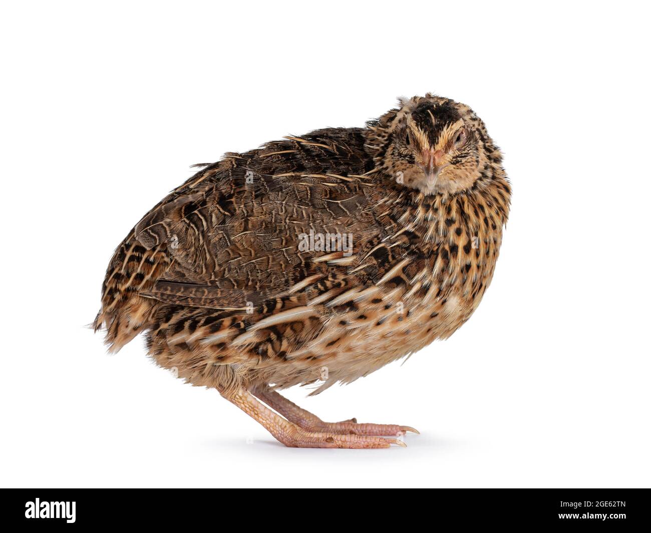 Oiseau de Quail brun Roux, sur les côtés. En regardant vers l'appareil photo. Isolé sur un fond blanc. Banque D'Images