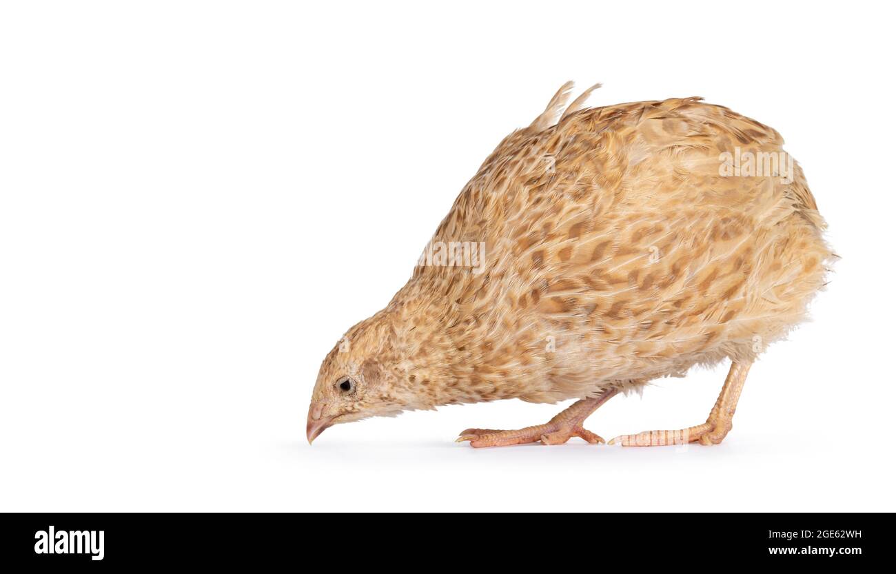 Oiseau Quail jaune, sur les côtés. Recherche de nourriture. Isolé sur un fond blanc. Banque D'Images
