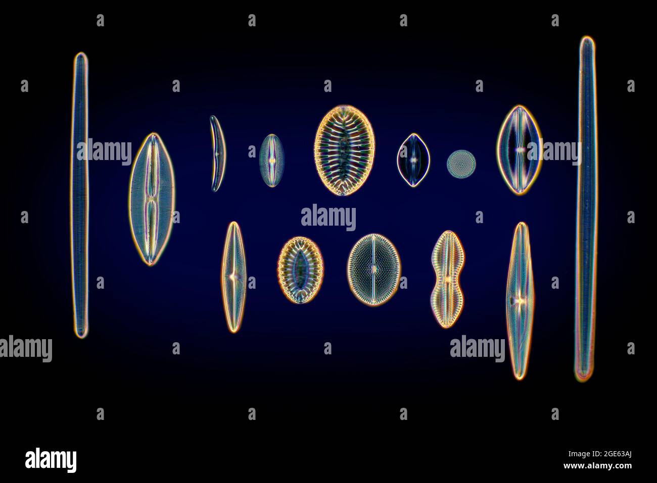 Groupe de diatomées arrangé, espèces mixtes, Australie, photomicrographe de fond noir à l'aide d'un condenseur de Heine, fond bleu. Banque D'Images