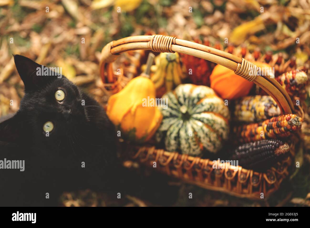 Les fêtes d'Halloween et de Thanksgiving. Chat noir avec un panier de légumes. Citrouilles, maïs dans un panier en osier et chat noir sur le feuillage d'automne dans un Banque D'Images