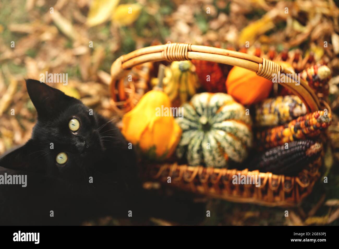 Chat noir avec un panier de légumes. Les fêtes d'Halloween et de Thanksgiving. Citrouilles, maïs dans un panier en osier et chat noir sur le feuillage d'automne dans un Banque D'Images