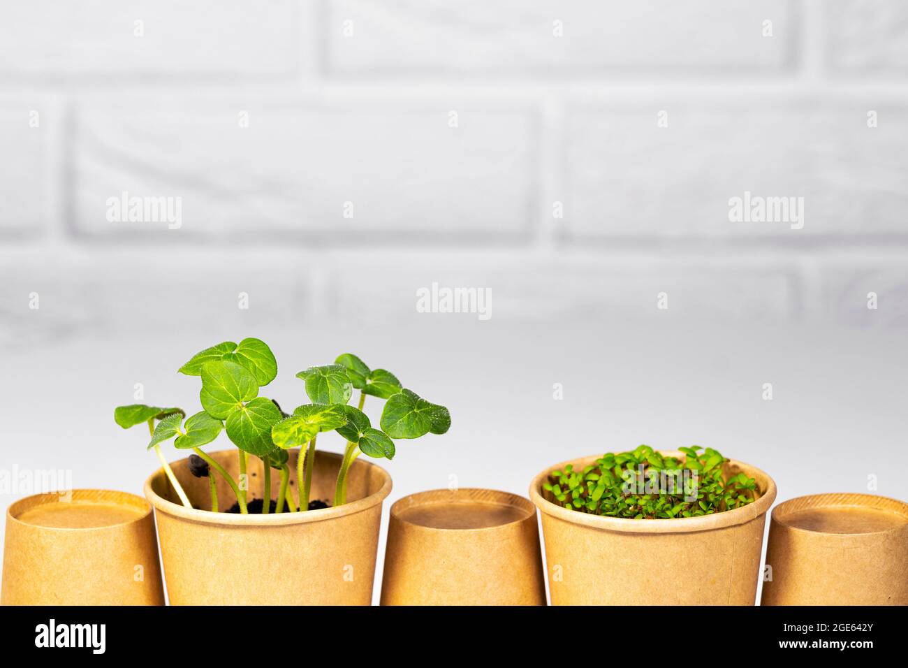 Gobelet écologique en papier avec salade de microverts frais. Différentes plantes et légumes en croissance. Contexte alimentaire. Concept de saine alimentation. Brique légère Banque D'Images