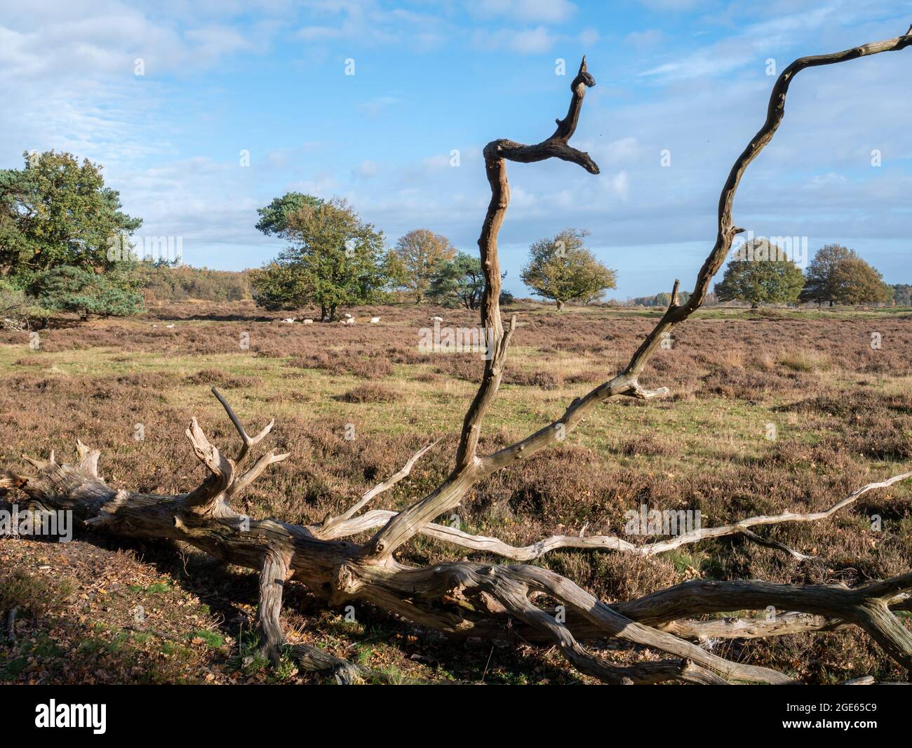 Tronc d'arbre mort se trouvant dans la lande avec des moutons, réserve naturelle Takkenhoogte, Zuidwolde, Drenthe, pays-Bas Banque D'Images