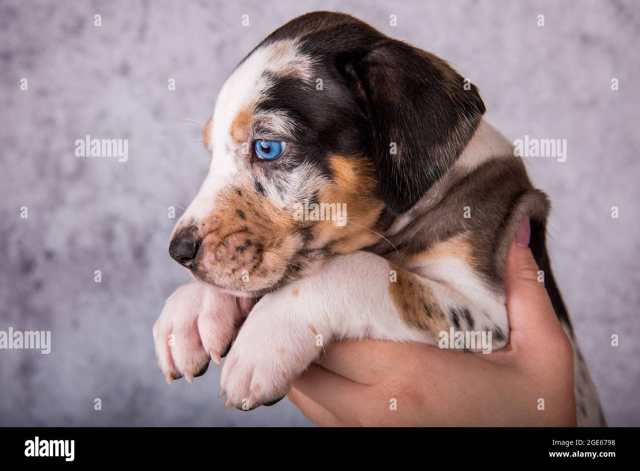 Louisiana Catahoula Leopard chien chiot sur les mains Photo Stock 