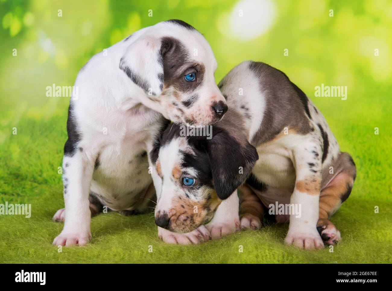 Deux chiens léopard Catahoula de Louisiane chiots sur fond vert 