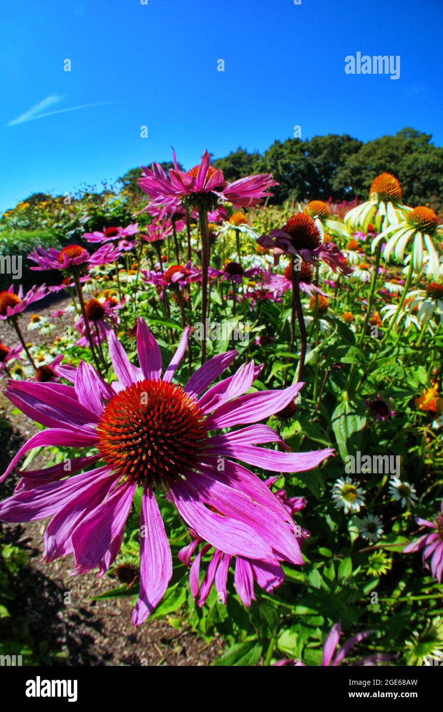 Échinacée: Conefellower Banque D'Images