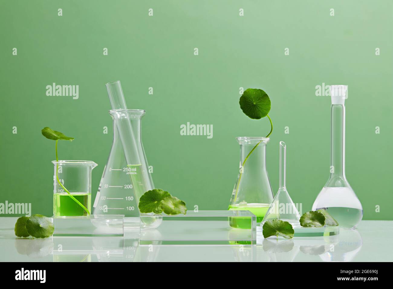 centella, asiatica, fond, cosmétiques, belle, biologique, laboratoire, médical, médicaments, ingrédients, produits, chimie, extrait, science, Banque D'Images
