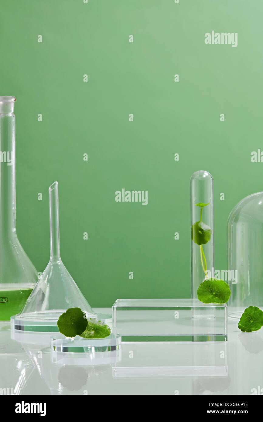 Fond vert Centella asiatica pour la présentation d'expériences biologiques feuilles de Centella asiatica et eau verte dans des tubes biologiques. Productio Banque D'Images