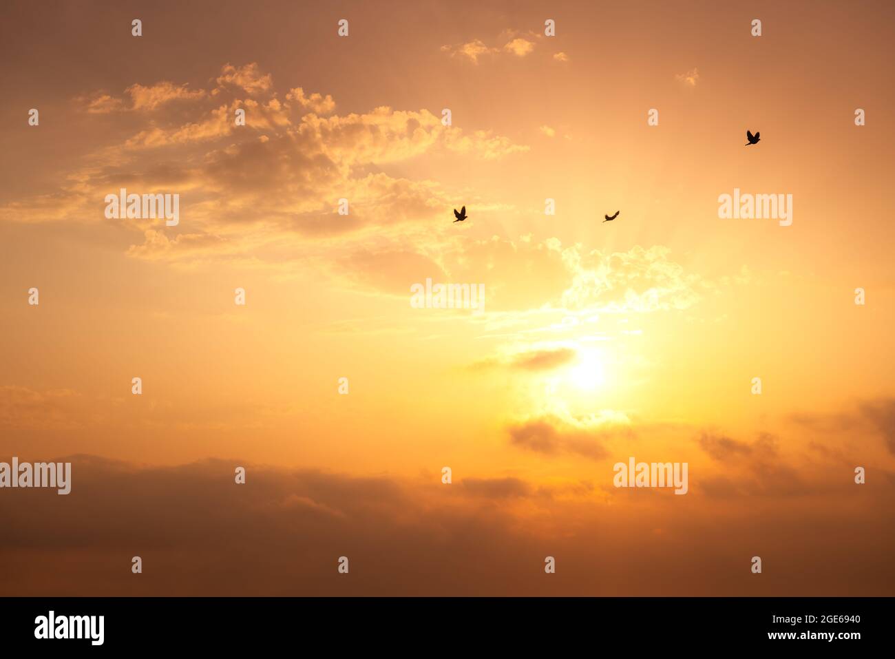 Mouettes volantes au-dessus de la mer sur le lever du soleil Banque D'Images