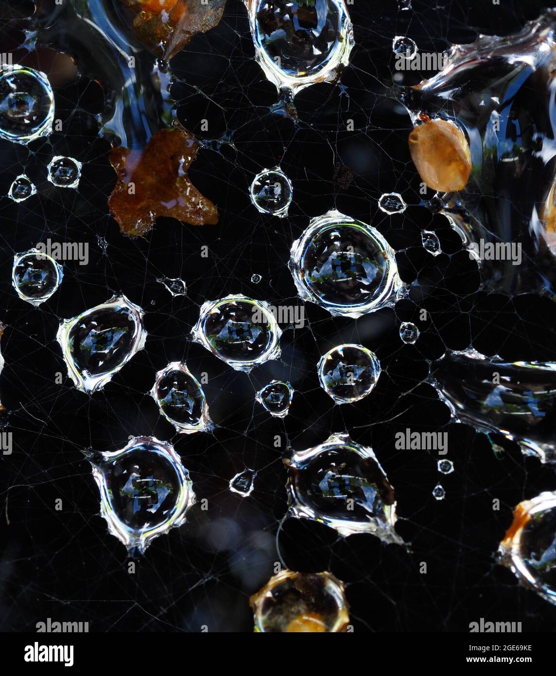 Photo macro de quelques gouttes d'eau capturées dans la toile d'une araignée Banque D'Images