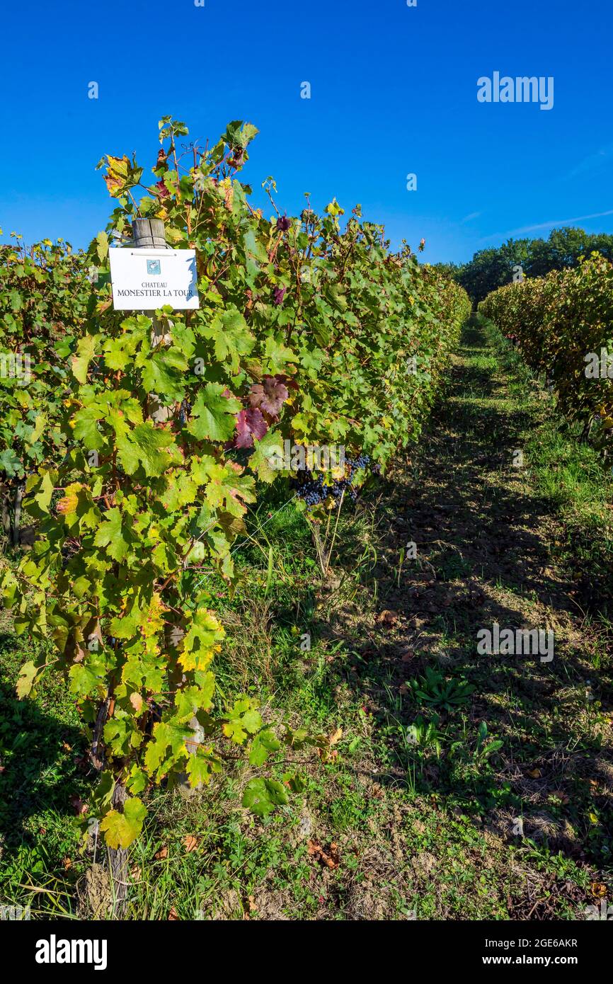 Monestier (sud-ouest de la France) : vignes du domaine viticole « Château Monestier la Tour », vignobles biodynamiques pour la production des trois P Banque D'Images