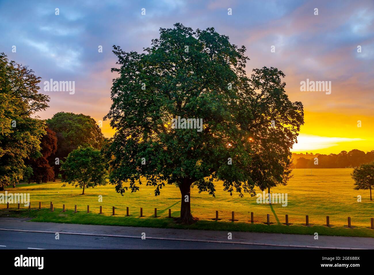 Un gros châtaignier à cheval. Aesculus hippocastanum Hipponcastanceef à l'aube avec le soleil levant qui se lève à Abington Park, Northampton, Angleterre, Banque D'Images