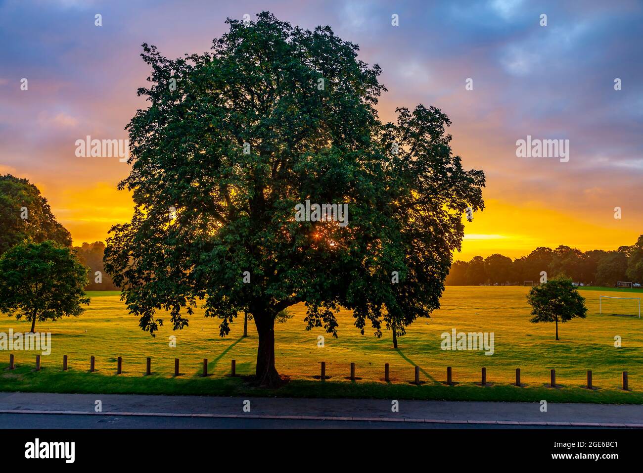 Un gros châtaignier à cheval. Aesculus hippocastanum Hipponcastanceef à l'aube avec le soleil levant qui se lève à Abington Park, Northampton, Angleterre, Banque D'Images