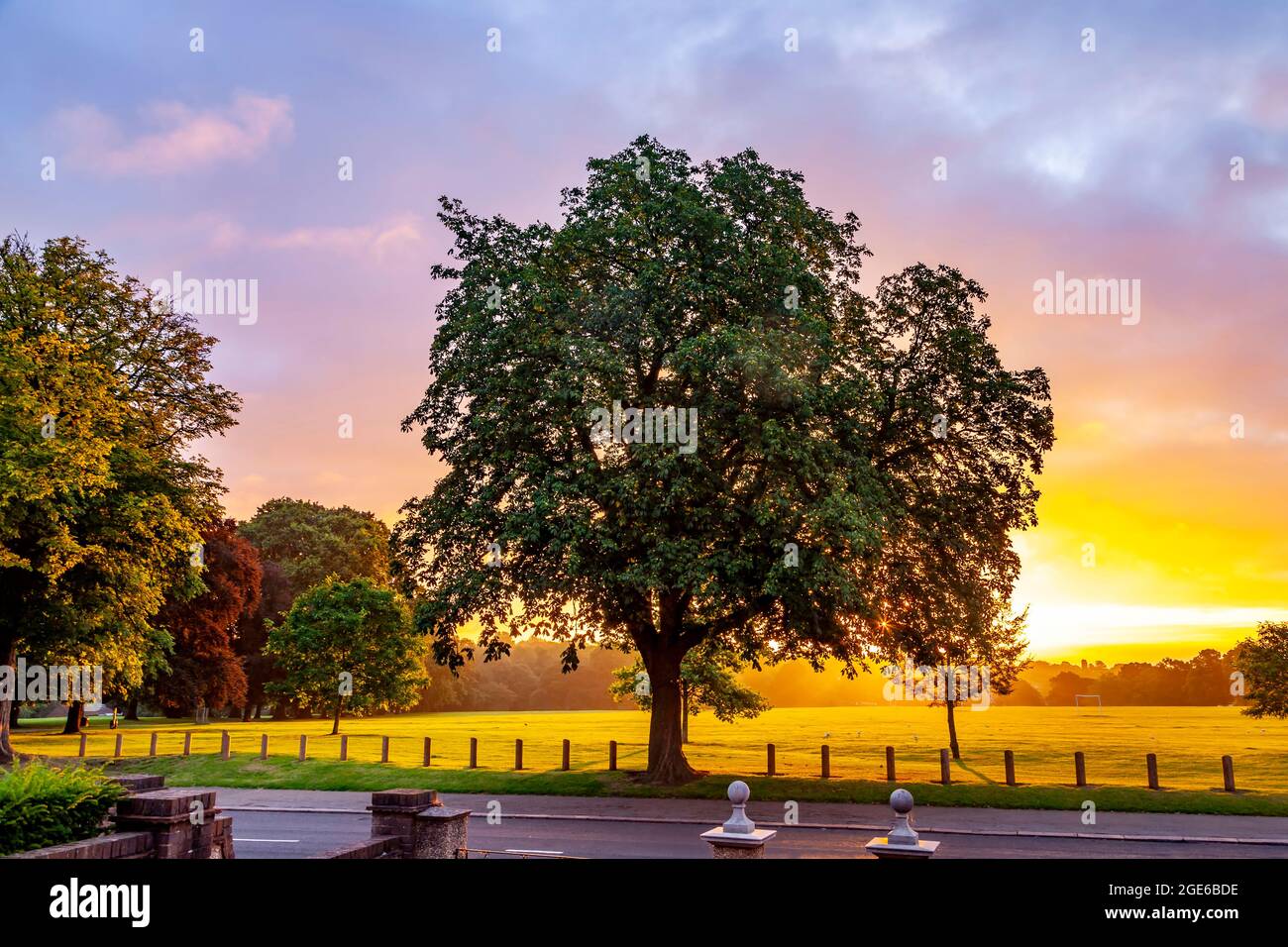 Un gros châtaignier à cheval. Aesculus hippocastanum Hipponcastanceef à l'aube avec le soleil levant qui se lève à Abington Park, Northampton, Angleterre, Banque D'Images