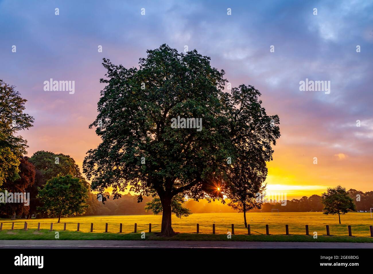 Un gros châtaignier à cheval. Aesculus hippocastanum Hipponcastanceef à l'aube avec le soleil levant qui se lève à Abington Park, Northampton, Angleterre, Banque D'Images