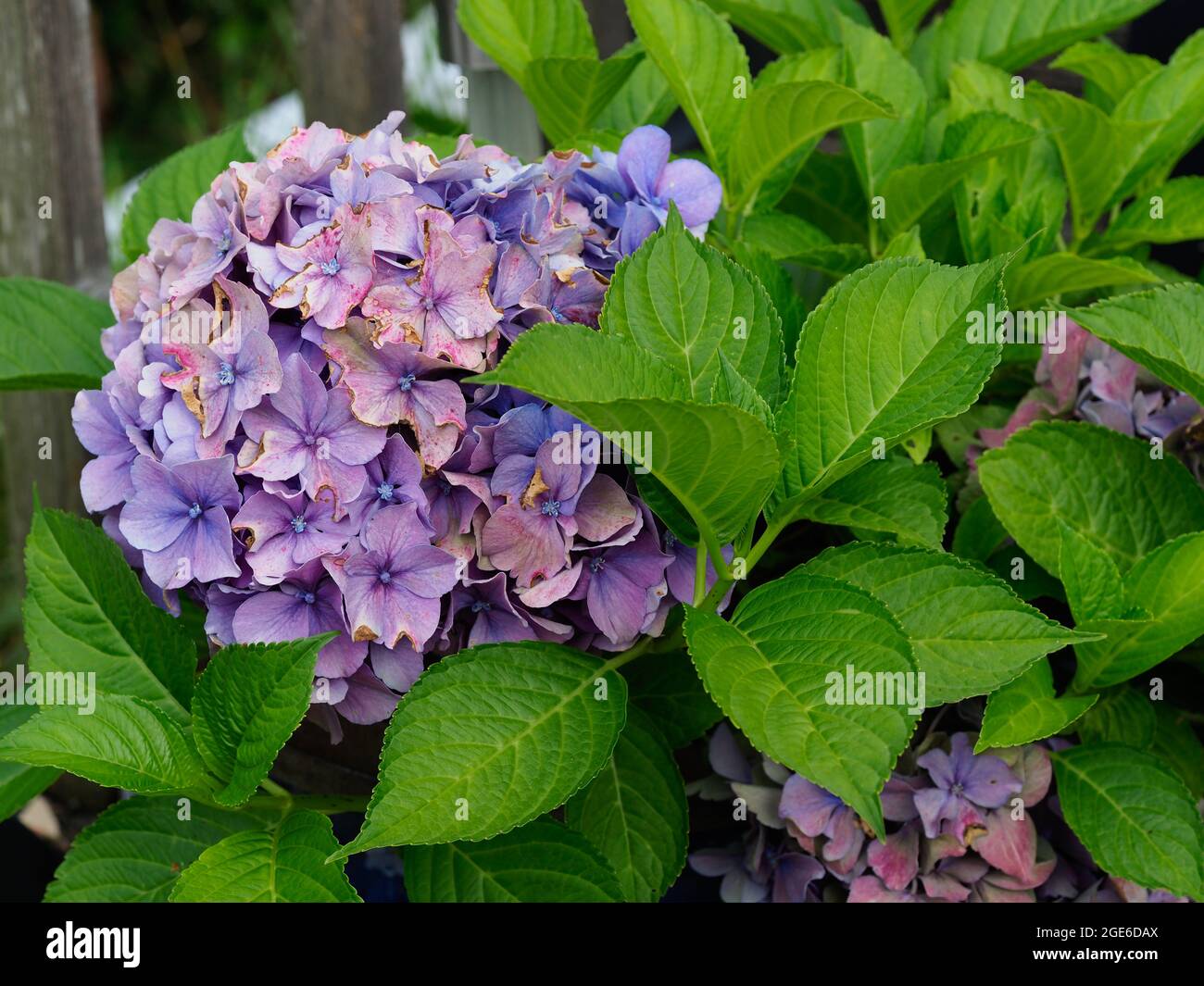 Gros plan d'une fleur et de feuilles d'hortensia bleu violet Banque D'Images