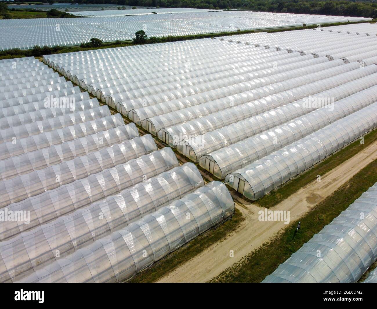 Fraises ferme polytunnels, Hampshire, Angleterre Banque D'Images