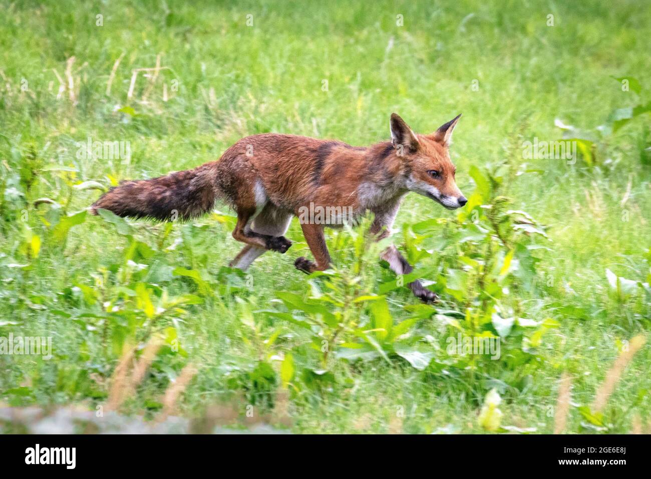 Pays-Bas, Õs-Graveland, Rural Estate Hilverbeek. Renard roux. Banque D'Images