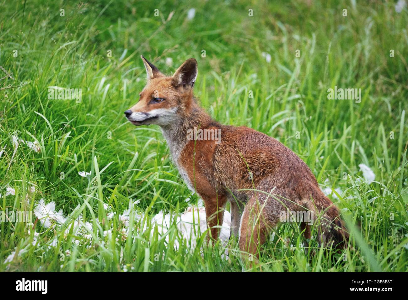 Pays-Bas, Õs-Graveland, Rural Estate Hilverbeek. Renard roux avec poulet comme proie. Banque D'Images