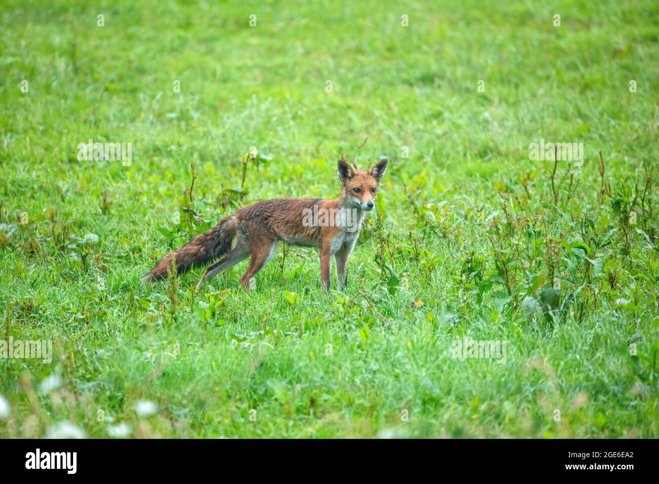 Pays-Bas, Õs-Graveland, Rural Estate Hilverbeek. Renard roux. Banque D'Images