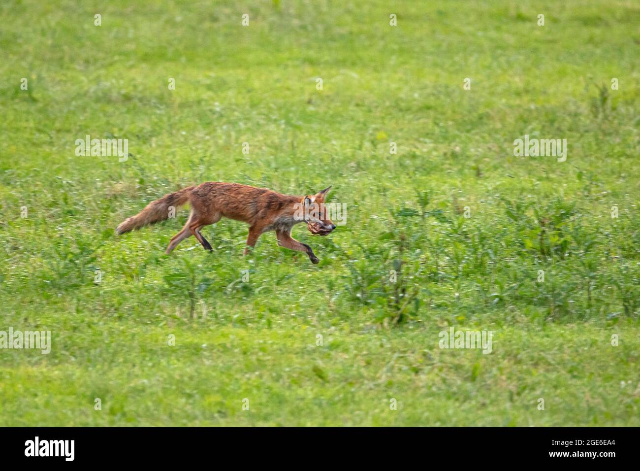 Pays-Bas, Õs-Graveland, Rural Estate Hilverbeek. Renard roux avec aile de poulet comme proie. Banque D'Images