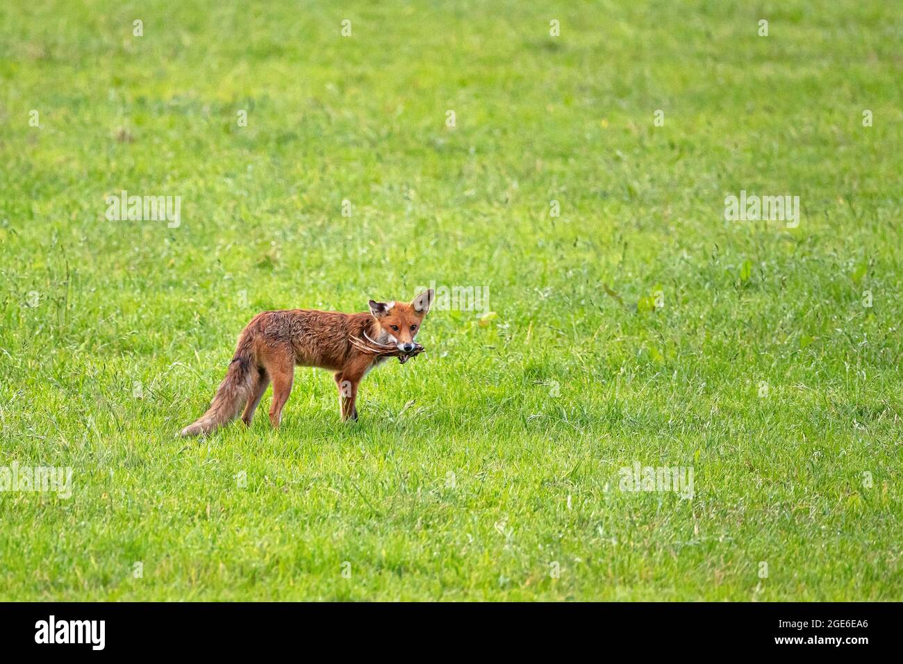 Pays-Bas, Õs-Graveland, Rural Estate Hilverbeek. Renard roux avec aile de poulet comme proie. Banque D'Images