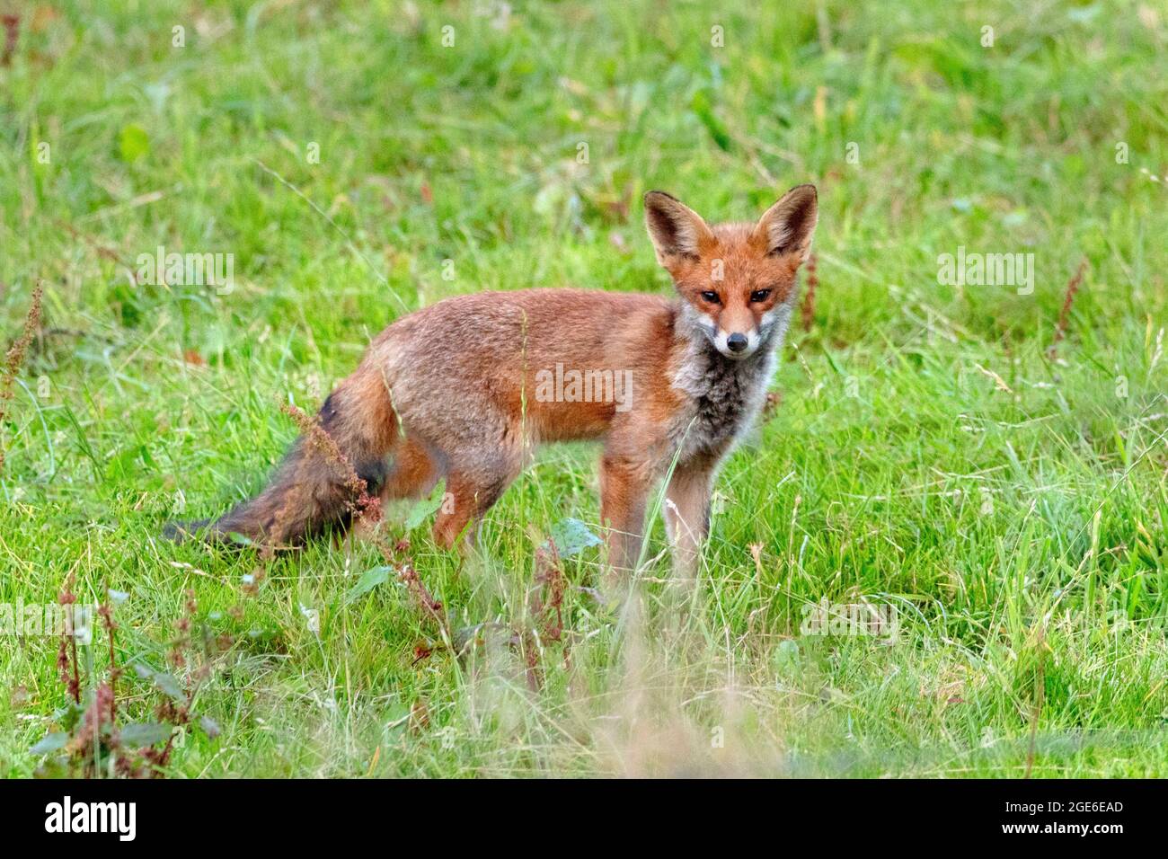 Pays-Bas, Õs-Graveland, Rural Estate Hilverbeek. Renard roux. Banque D'Images