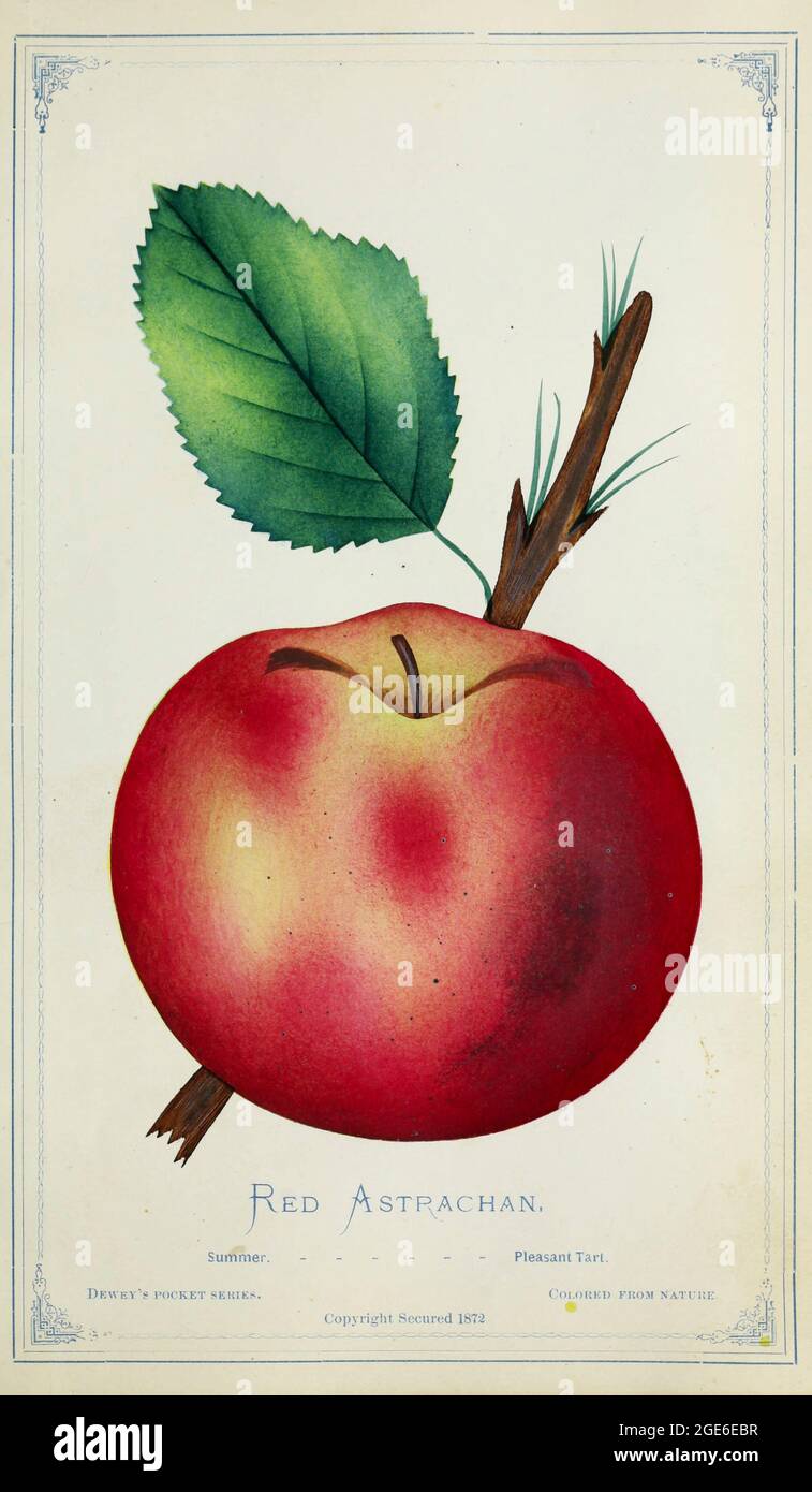 L'astrachan rouge est un cultivar russe ou suédois de pomme domestiquée, qui est une pomme de début de saison, juteuse, tartelée et douce texture avec une saveur agréable, et utilisé pour manger, cuisiner et cidre. Il est de taille moyenne, de couleur cramoisi. Comme toutes les pommes de début de saison, il n'est pas bon pour le stockage. Il est connu par plusieurs autres noms, y compris 'Abe Lincoln', 'American Red', et 'Waterloo' de Dewey's Pocket Series ' le livre de poche de nurseryman : coloré de la nature : fruits, fleurs, arbres ornementaux, arbustes, roses, &c par Dewey, D. M. (Dellon Marcus), 1819-1889, éditeur; Mason, S.F Publishe Banque D'Images