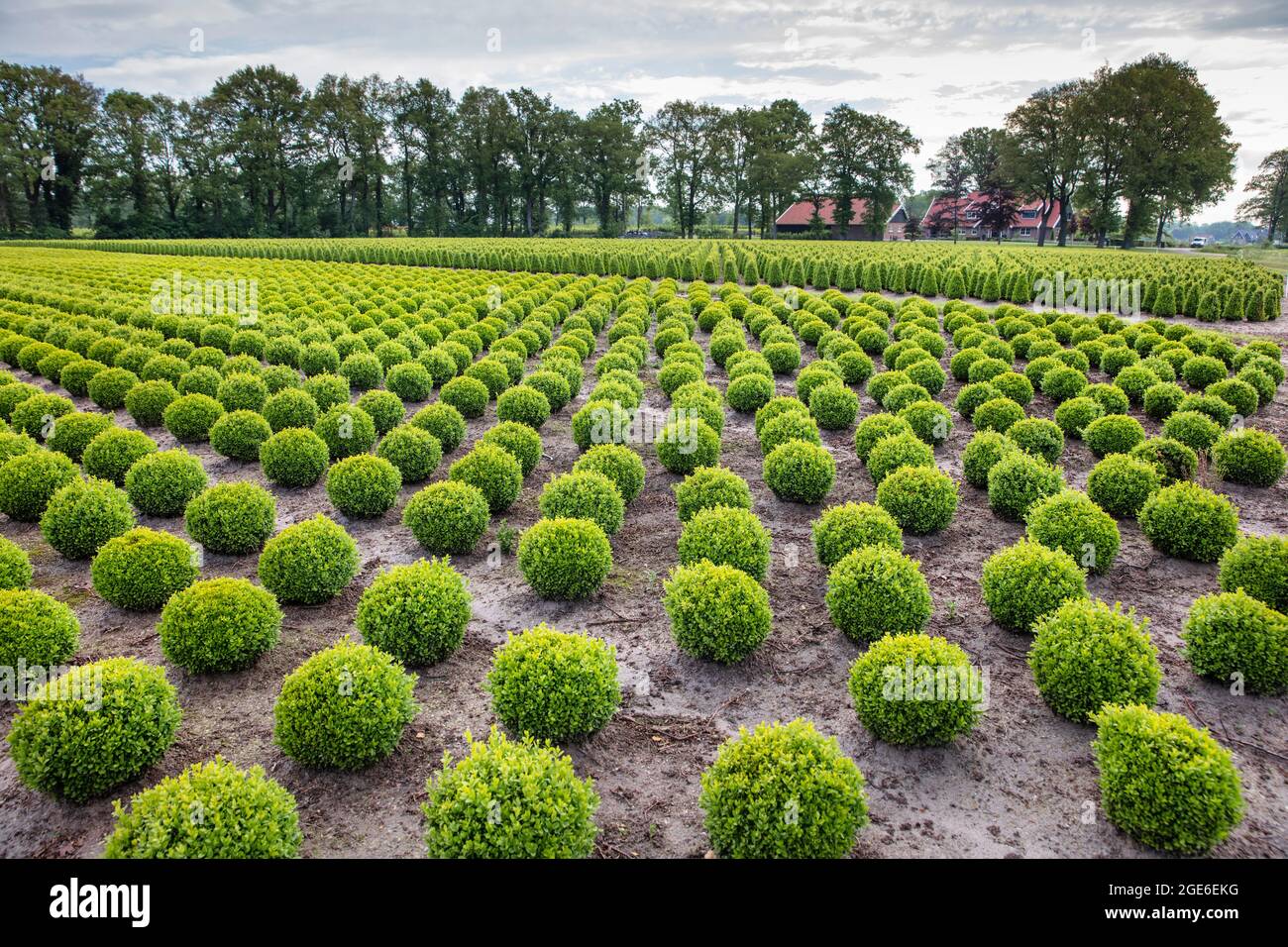 Pays-Bas, Saasveld. Pépinière de plantes et d'arbres. Banque D'Images