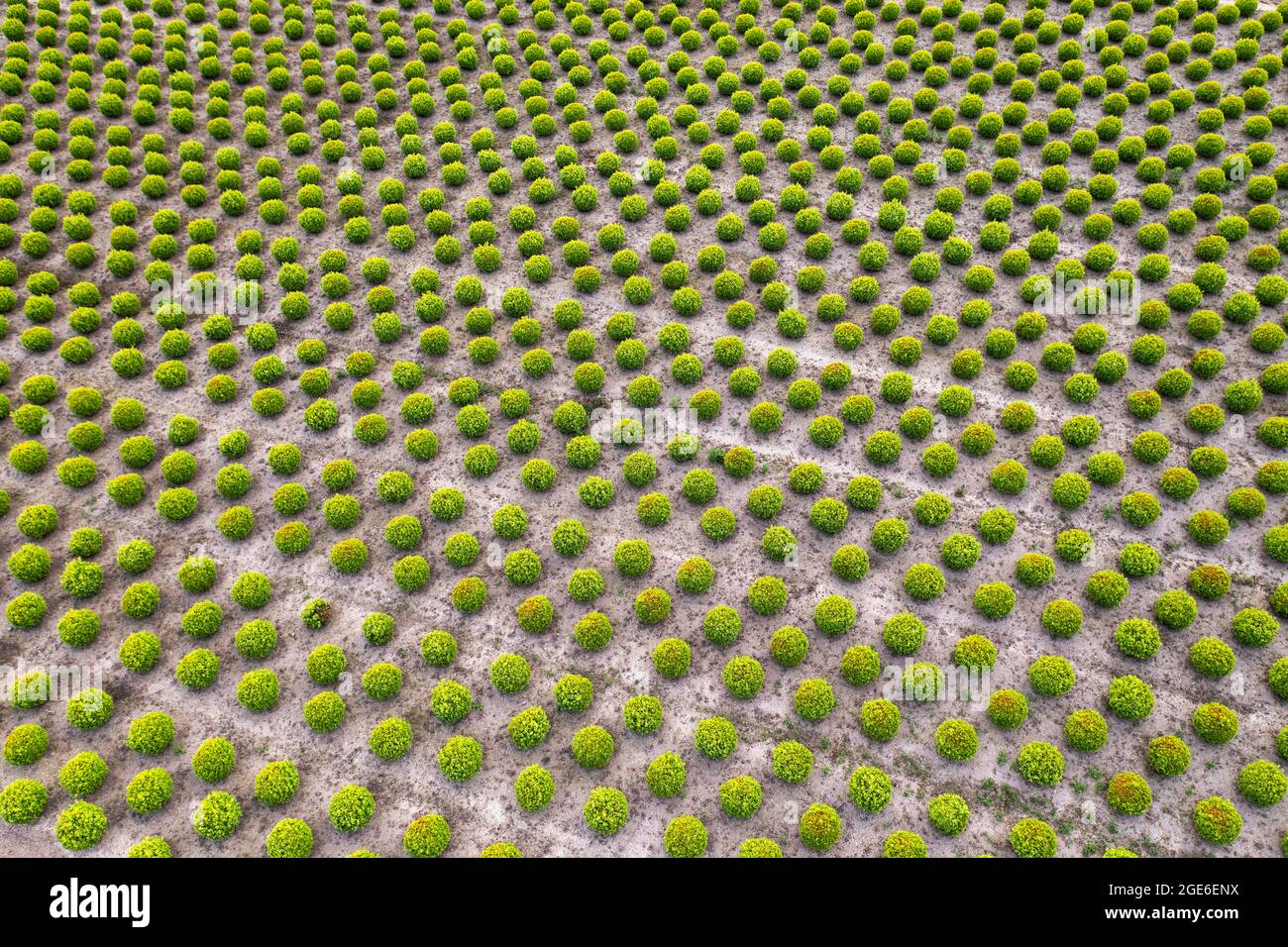 Pays-Bas, Saasveld. Pépinière de plantes et d'arbres. Banque D'Images