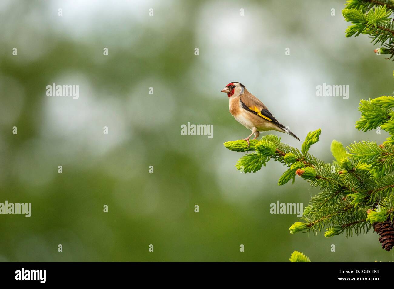 Pays-Bas, Delden. Goldfinch (Carduelis carduelis). Banque D'Images