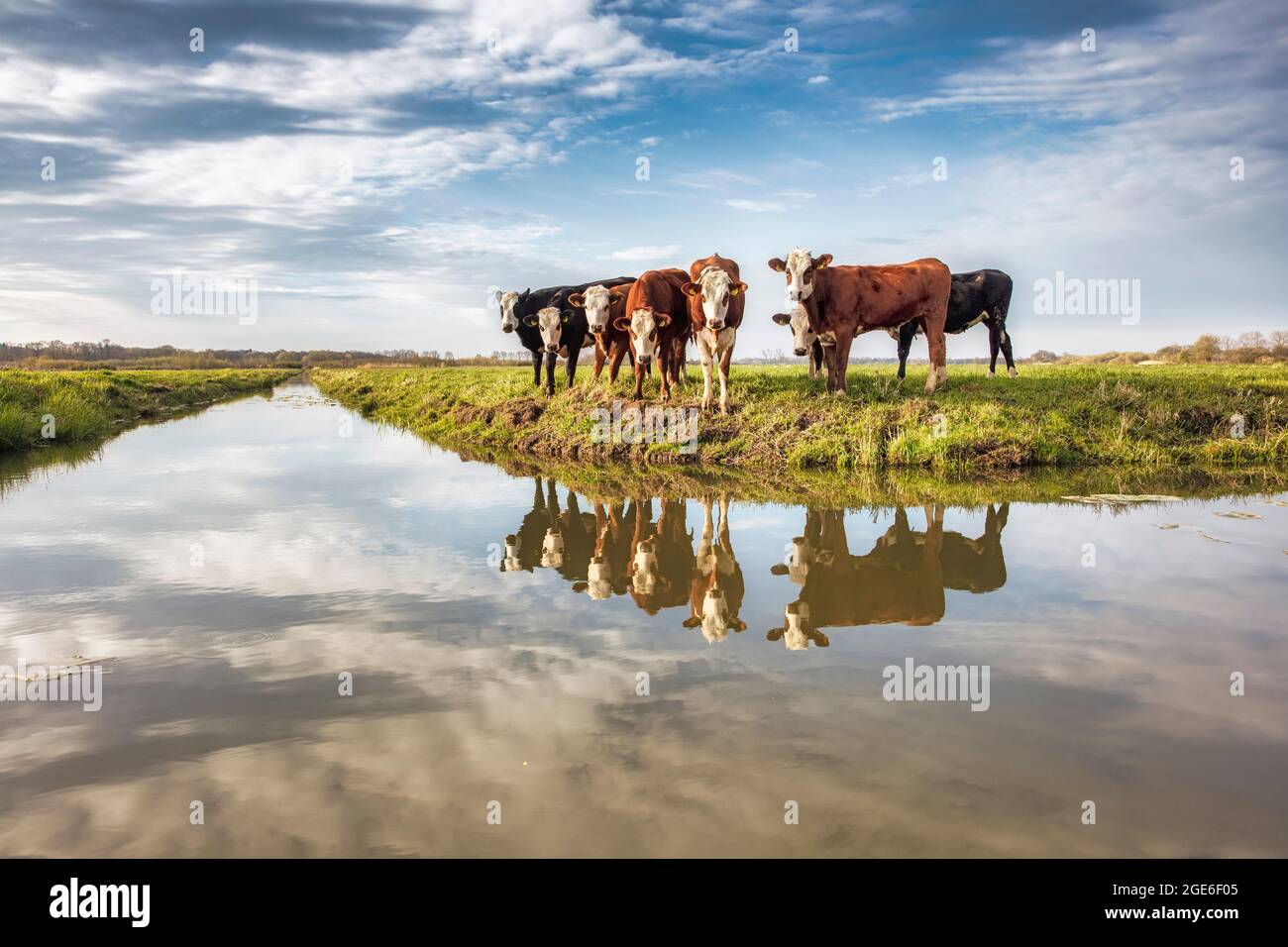 Les pays-Bas, Meije, les jeunes vaches près de fossé. Banque D'Images