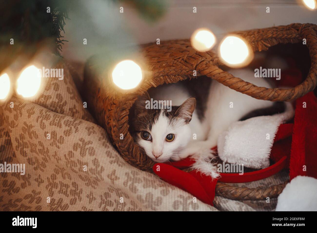 Joyeux noël ! Adorable chat dormant dans un panier de paille avec chapeau  de père noël sous les lumières d'arbre de noël. Joli chaton relaxant dans  un décor moderne et festif ro